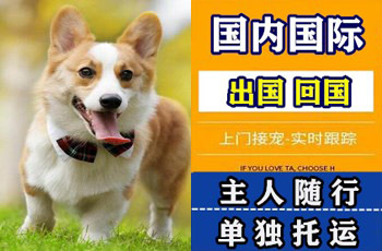 本溪市宠物托运公司本溪市宠物托运公司本溪市宠物托运公司