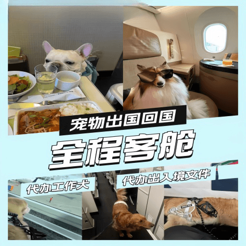 本溪市宠物托运到白俄罗斯宠物入境规定和要求